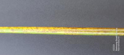 Stem